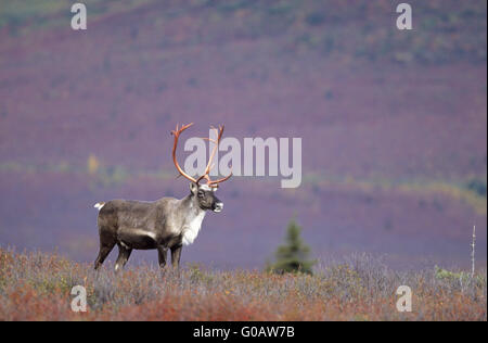 Caribou mâle dans l'été indien sur la toundra Banque D'Images