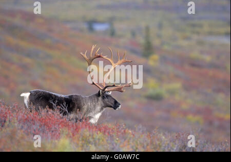 Caribou mâle dans l'été indien sur la toundra Banque D'Images