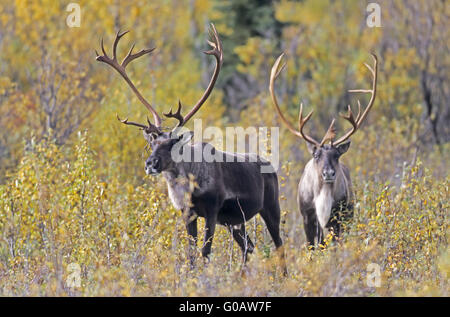 Bull Caribous en été indien - Subventions (Caribou) Banque D'Images