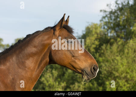 Brandenburger Horse Banque D'Images