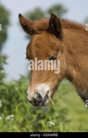 Icelandic Horse Foal Banque D'Images