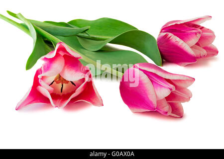 Trois tulipes rose vif sur un fond blanc. Banque D'Images