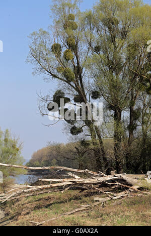 Parc National de la forêt de plaine du Danube, Autriche Banque D'Images