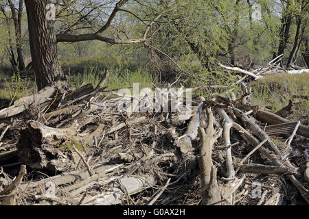 Parc National de la forêt de plaine du Danube, Autriche Banque D'Images