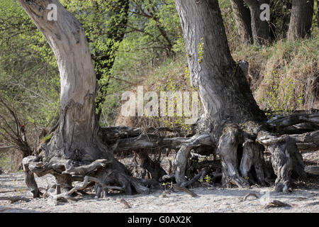 Parc National de la forêt de plaine du Danube, Autriche Banque D'Images