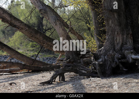 Parc National de la forêt de plaine du Danube, Autriche Banque D'Images