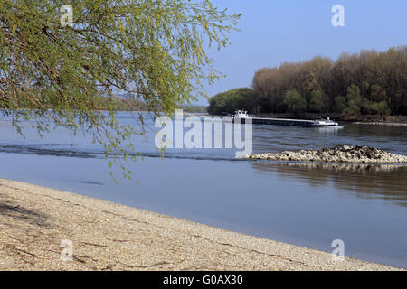 Parc National de la forêt de plaine du Danube, Autriche Banque D'Images