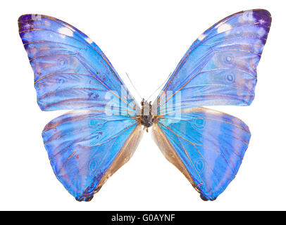 Papillon Bleu morpho adonis Banque D'Images