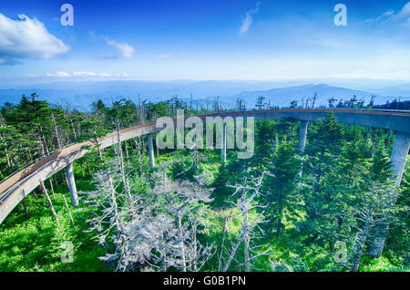 Clingmans Dome - Parc national des Great Smoky Mountains Banque D'Images