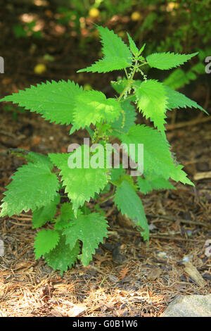 L'ortie (Urtica dioica) Banque D'Images
