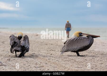 Close up de deux pélicans en Floride sur une plage du golfe du Mexique Banque D'Images