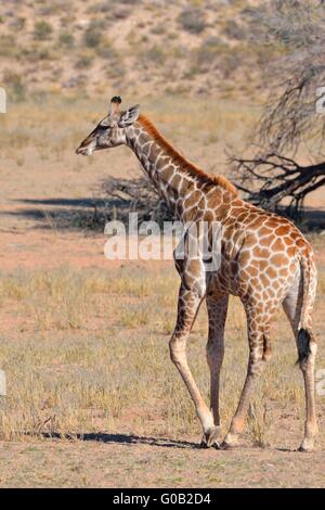 Girafe (Giraffa camelopardalis), les jeunes la marche, Kgalagadi Transfrontier Park, Northern Cape, Afrique du Sud, l'Afrique Banque D'Images