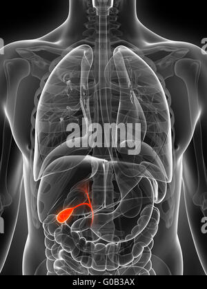 Rendu 3d illustration de la vésicule biliaire mâle Banque D'Images