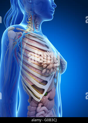 Rendu 3d illustration de l'anatomie féminine Banque D'Images