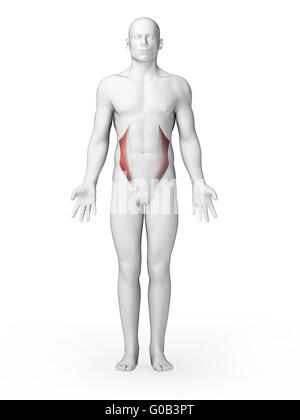 Rendu 3d illustration - muscles obliques internes Banque D'Images