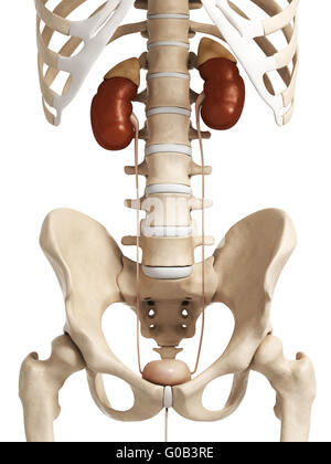 Rendu 3d illustration de l'appareil urinaire Banque D'Images