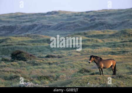 Étalon poney Exmoor aperçu son territoire Banque D'Images