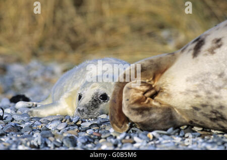 Vache de phoques gris et pup sur la plage Banque D'Images