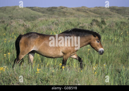 Jument poney Exmoor traversant une prairie marécageuse Banque D'Images