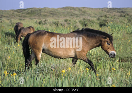 Jument poney Exmoor traversant une prairie marécageuse Banque D'Images