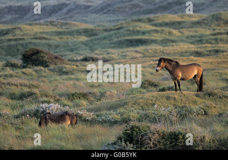 Étalon poney Exmoor aperçu son territoire Banque D'Images