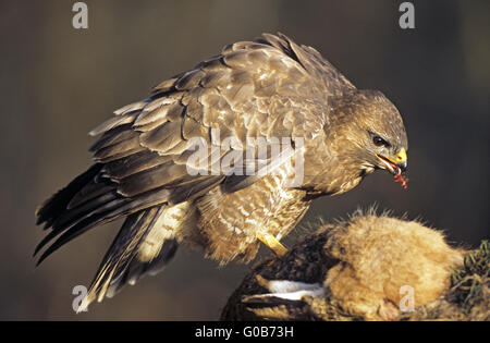 Buse variable se nourrit d'un lièvre brun périr Banque D'Images