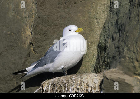 La Mouette tridactyle en plumage nuptial se reposant Banque D'Images