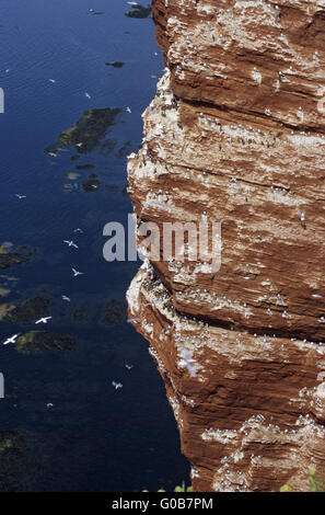 Des Mouettes tridactyles et des Guillemots communs Banque D'Images