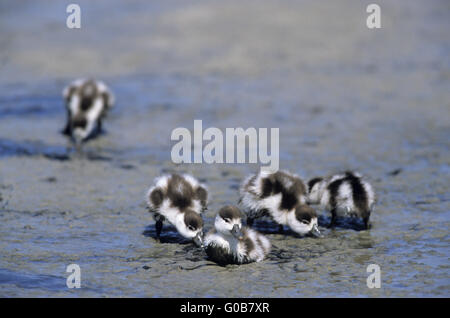 Cinq tadorne de nourriture pigeonneau Banque D'Images