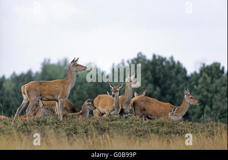 Red Deer hinds et mollets debout sur une colline heath Banque D'Images