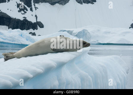 Joint de crabiers sur un iceberg Banque D'Images