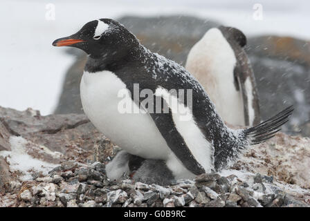 Gentoo pingouin dans le nid pendant une chute de neige Banque D'Images
