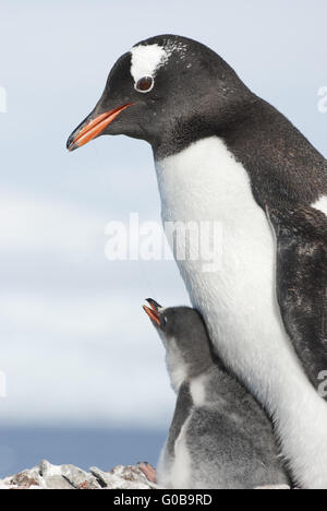 Gentoo pingouin adulte et chick Banque D'Images