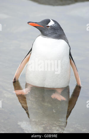 Penguin dans l'eau Banque D'Images