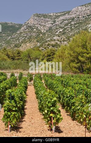 Vignoble à bol ville sur le sud de l'île de Brac dans le comté de split dalmatie Croatie Banque D'Images