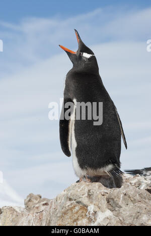 Gentoo pingouin bâille. Banque D'Images