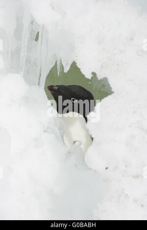 Adelie penguin à la recherche de fissures dans la neige. Banque D'Images