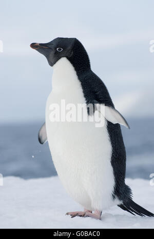 Adelie penguin dans la neige contre le ciel bleu. Banque D'Images