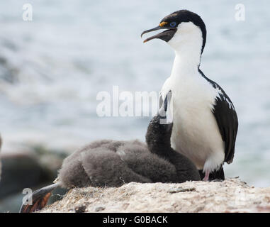 Cormorans aux yeux bleus de l'Antarctique et le poussin sur le nid. Banque D'Images