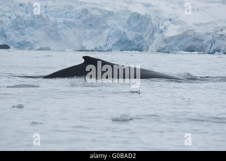 Une baleine à bosse dans l'océan du Sud-3. Banque D'Images