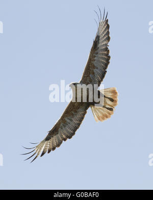 Long-legged Buzzard (Buteo rufinus)-1. Banque D'Images