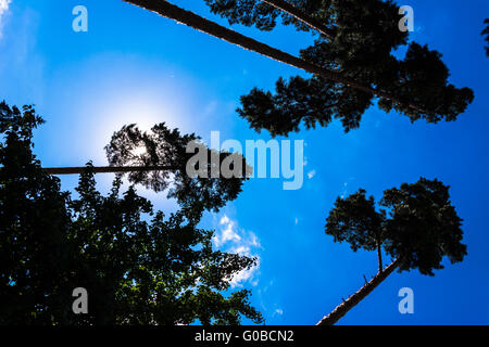 Couronne de grands pins contre le ciel bleu Banque D'Images