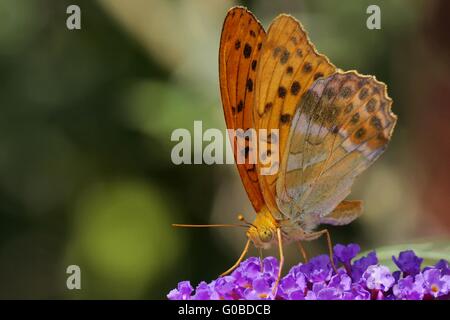 Silver-lavé Fritillary Banque D'Images