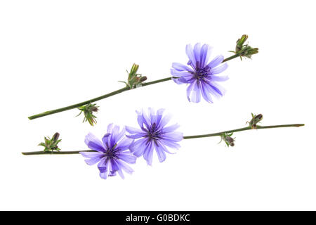 Chicorée Cichorium intybus (commune) Banque D'Images