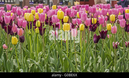 Un affichage coloré de tulipes (Tulipa) Kristiansan Banque D'Images