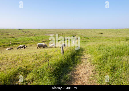 Troupeau de moutons sur Langeneß Banque D'Images