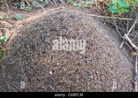 Grande fourmilière dans les bois Banque D'Images