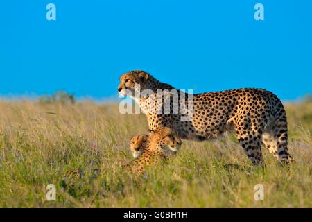 Le Guépard (Acinonyx jubatus), regarder les environs, dans l'herbe haute, la fin de l'après-midi, le Parc National de Addo, Eastern Cape, Afrique du Sud, l'Afrique Banque D'Images