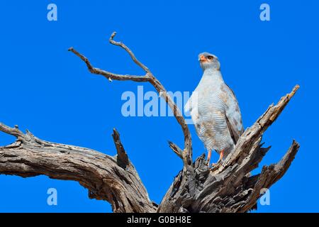 Chant pâle autour des palombes (melierax canorus), perché sur un arbre mort, Kgalagadi Transfrontier Park, Northern Cape, Afrique du Sud Banque D'Images