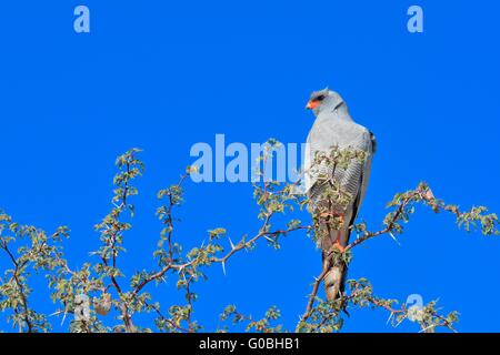 Chant pâle autour des palombes (melierax canorus), perché au sommet d'un arbre, Kgalagadi Transfrontier Park, Northern Cape, Afrique du Sud Banque D'Images